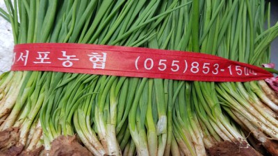 전라도 흙에서 당일 수확! 싱싱한 1kg 쪽파 후기🤫